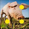 100 Pics Quiz Answers Animals Level 4
