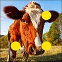 100 Pics Quiz Answers Animals Level 5