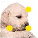 100 Pics Quiz Answers Animals Level 7
