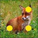 100 Pics Quiz Answers Animals Level 8
