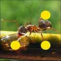 100 Pics Animals Answers Level 9