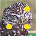 100 Pics Animals Answers Level 10