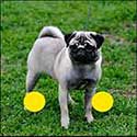 100 Pics Quiz Answers Animals Level 11