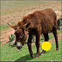 100 Pics Animals Answers Level 12