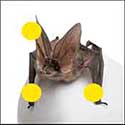 100 Pics Animals Answers Level 14