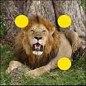 100 Pics Quiz Answers Animals Level 16