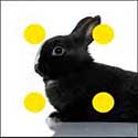100 Pics Quiz Answers Animals Level 17