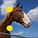 100 Pics Quiz Answers Animals Level 18