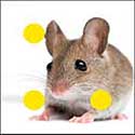 100 Pics Quiz Answers Animals Level 21