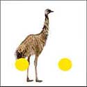 100 Pics Quiz Answers Animals Level 22