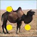 100 Pics Quiz Answers Animals Level 23