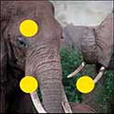 100 Pics Quiz Answers Animals Level 24