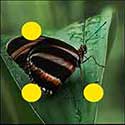 100 Pics Quiz Answers Animals Level 26