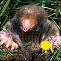 100 Pics Quiz Answers Animals Level 27