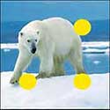 100 Pics Quiz Answers Animals Level 28
