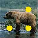 100 Pics Quiz Answers Animals Level 29