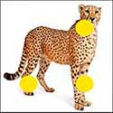 100 Pics Quiz Answers Animals Level 31