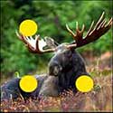 100 Pics Quiz Answers Animals Level 33
