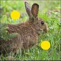 100 Pics Animals Answers Level 34