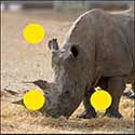 100 Pics Quiz Answers Animals Level 37