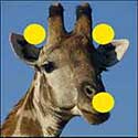 100 Pics Quiz Answers Animals Level 38