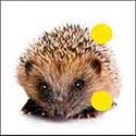 100 Pics Animals Answers Level 41