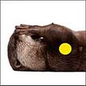 100 Pics Quiz Answers Animals Level 43