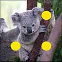 100 Pics Quiz Answers Animals Level 44