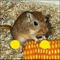 100 Pics Animals Answers Level 45