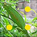 100 Pics Animals Answers Level 46