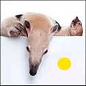 100 Pics Quiz Answers Animals Level 47