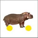 100 Pics Animals Answers Level 48