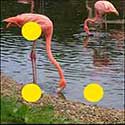 100 Pics Quiz Answers Animals Level 49