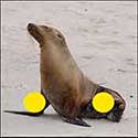 100 Pics Quiz Answers Animals Level 51