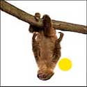 100 Pics Quiz Answers Animals Level 52