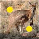 100 Pics Animals Answers Level 54