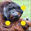 100 Pics Animals Answers Level 61