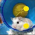 100 Pics Quiz Answers Animals Level 62