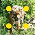 100 Pics Quiz Answers Animals Level 63