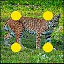 100 Pics Quiz Answers Animals Level 64