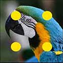 100 Pics Animals Answers Level 65