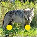 100 Pics Quiz Answers Animals Level 68