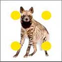 100 Pics Quiz Answers Animals Level 69