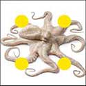 100 Pics Quiz Answers Animals Level 70