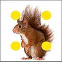 100 Pics Quiz Answers Animals Level 71