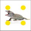100 Pics Animals Answers Level 72