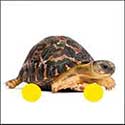 100 Pics Animals Answers Level 74