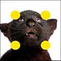 100 Pics Animals Answers Level 75