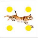 100 Pics Quiz Answers Animals Level 76