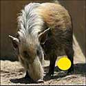 100 Pics Quiz Answers Animals Level 77